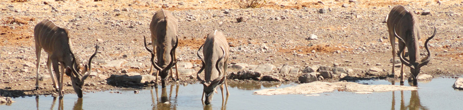 African Trophy Hunting