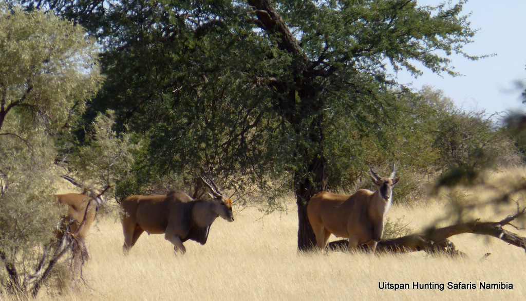 Namibia Hunting Eland