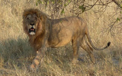 Palffy Hunt Etosha Lion