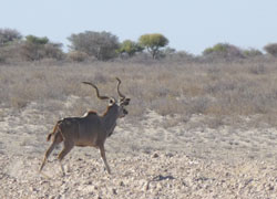 Kudu in the Kalahari of Namibia