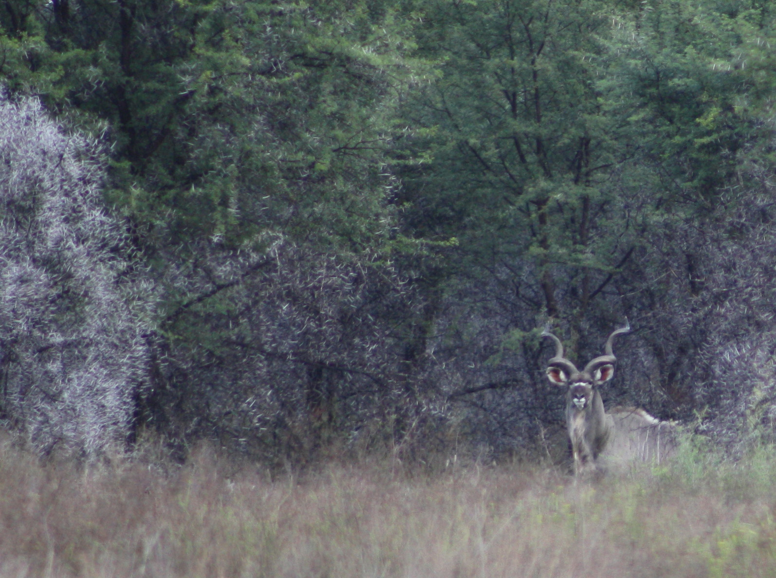 Greater Kudu in Namibian Habitat