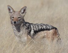 Black-backed Jackal