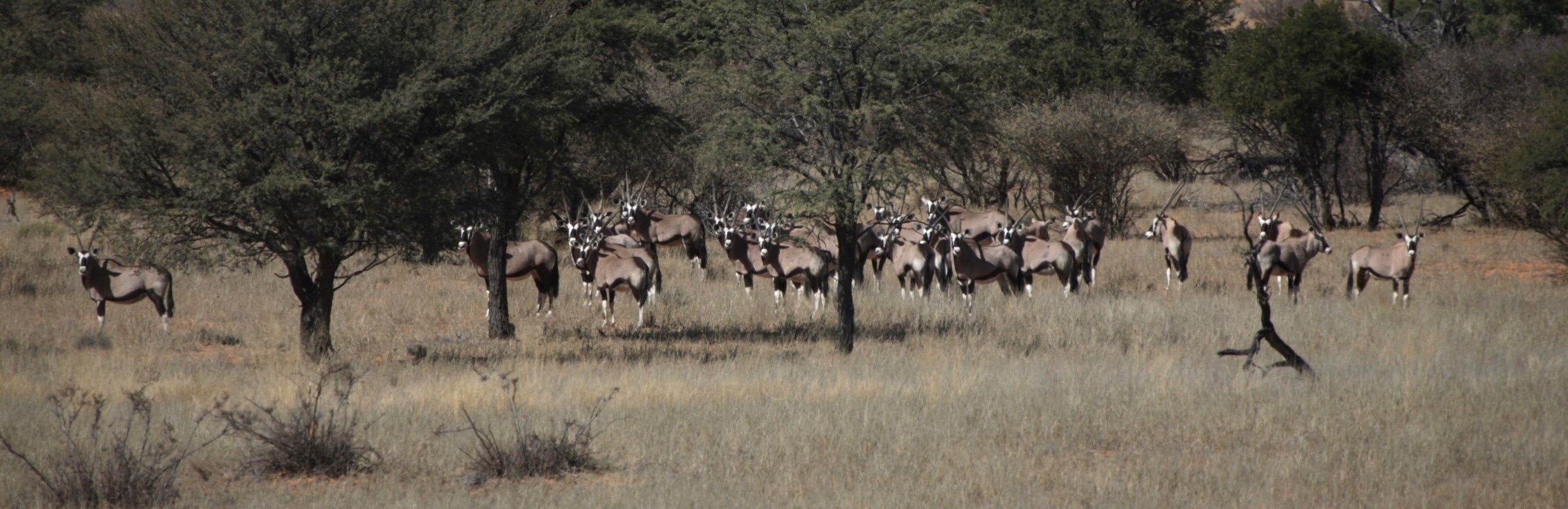 Kalahari Gemsbok herd